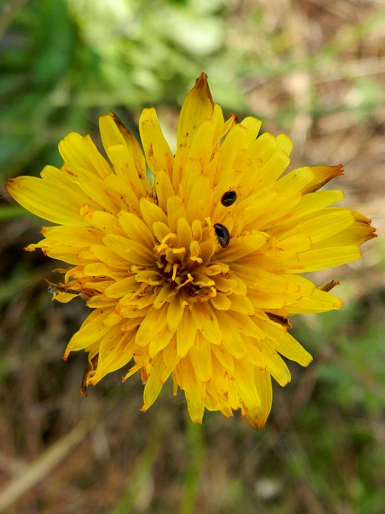 Hypochaeris radicata / Costolina giuncolina